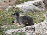 Another Marmot